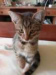 Хочу отдать котёнка в добрые руки