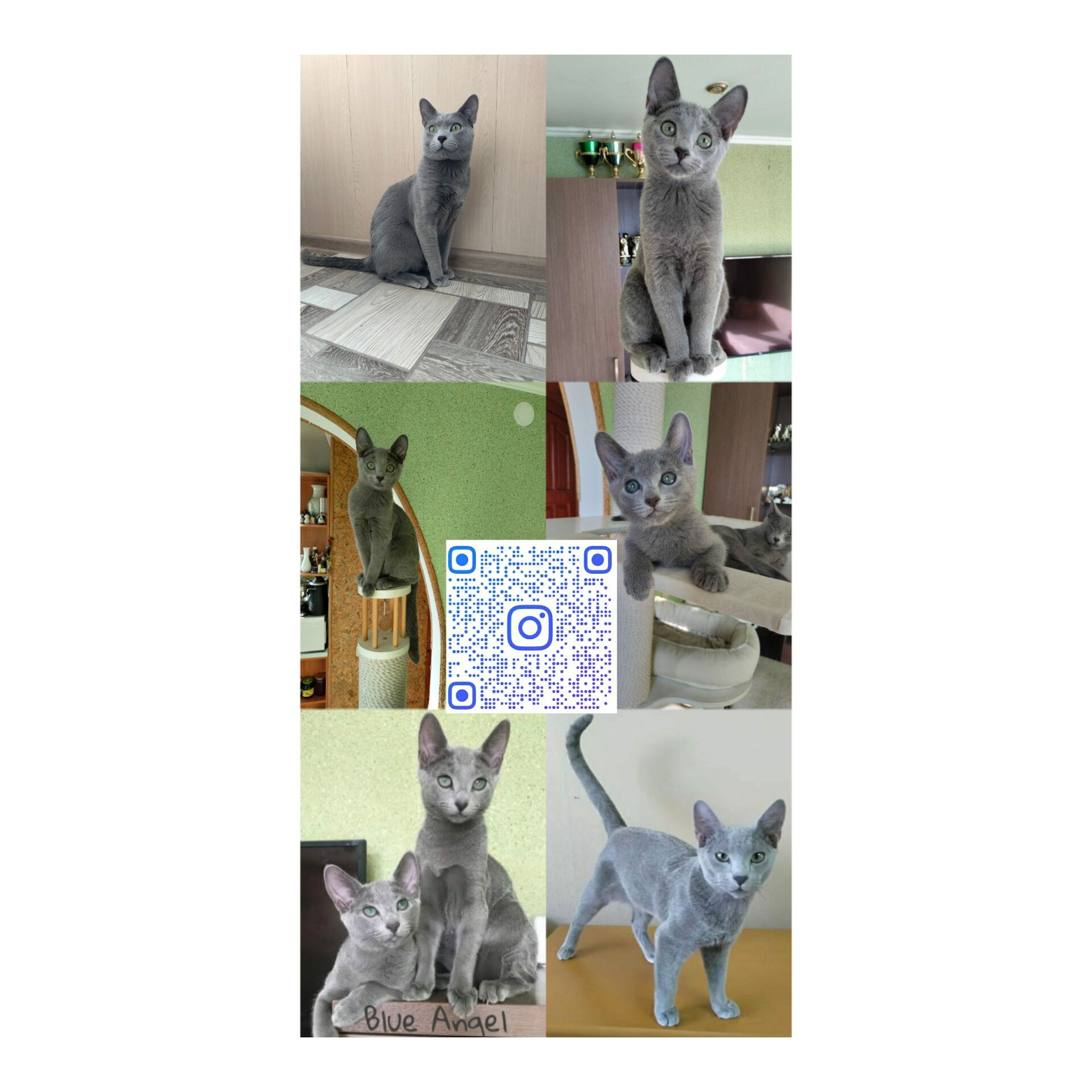 Замечательные котята РУССКОЙ ГОЛУБОЙ