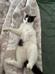 отдам в добрые руки котенок