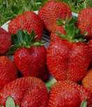 продам саженцы клубники  сортовой разной