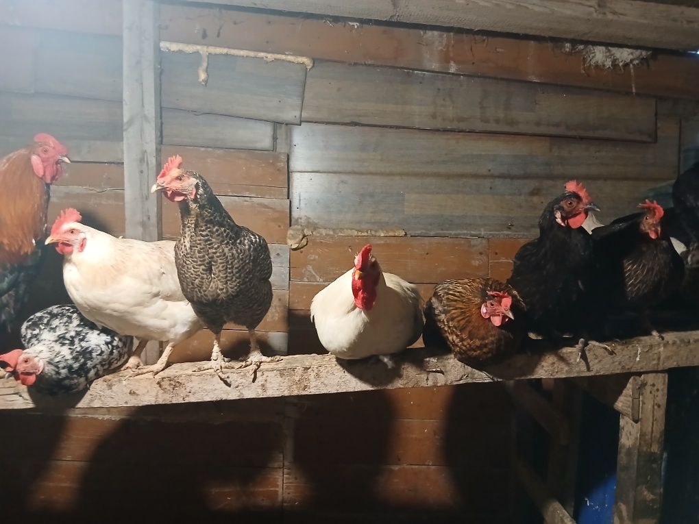Домашних куреи  продам домашних циплята