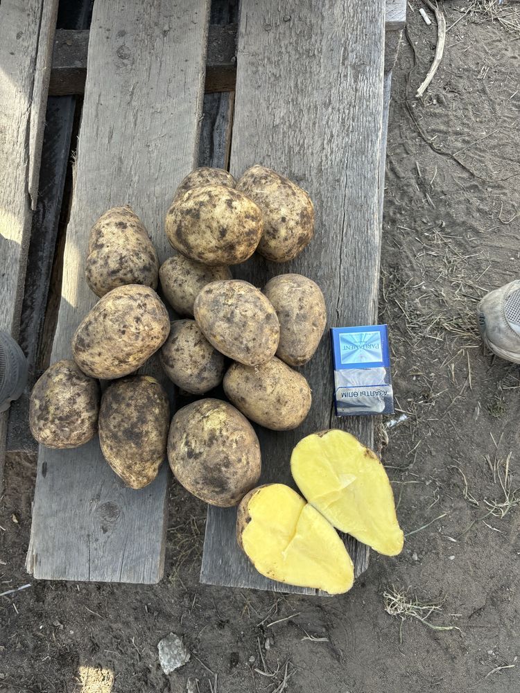Продам картофель отправка в любой регион сорт Гала