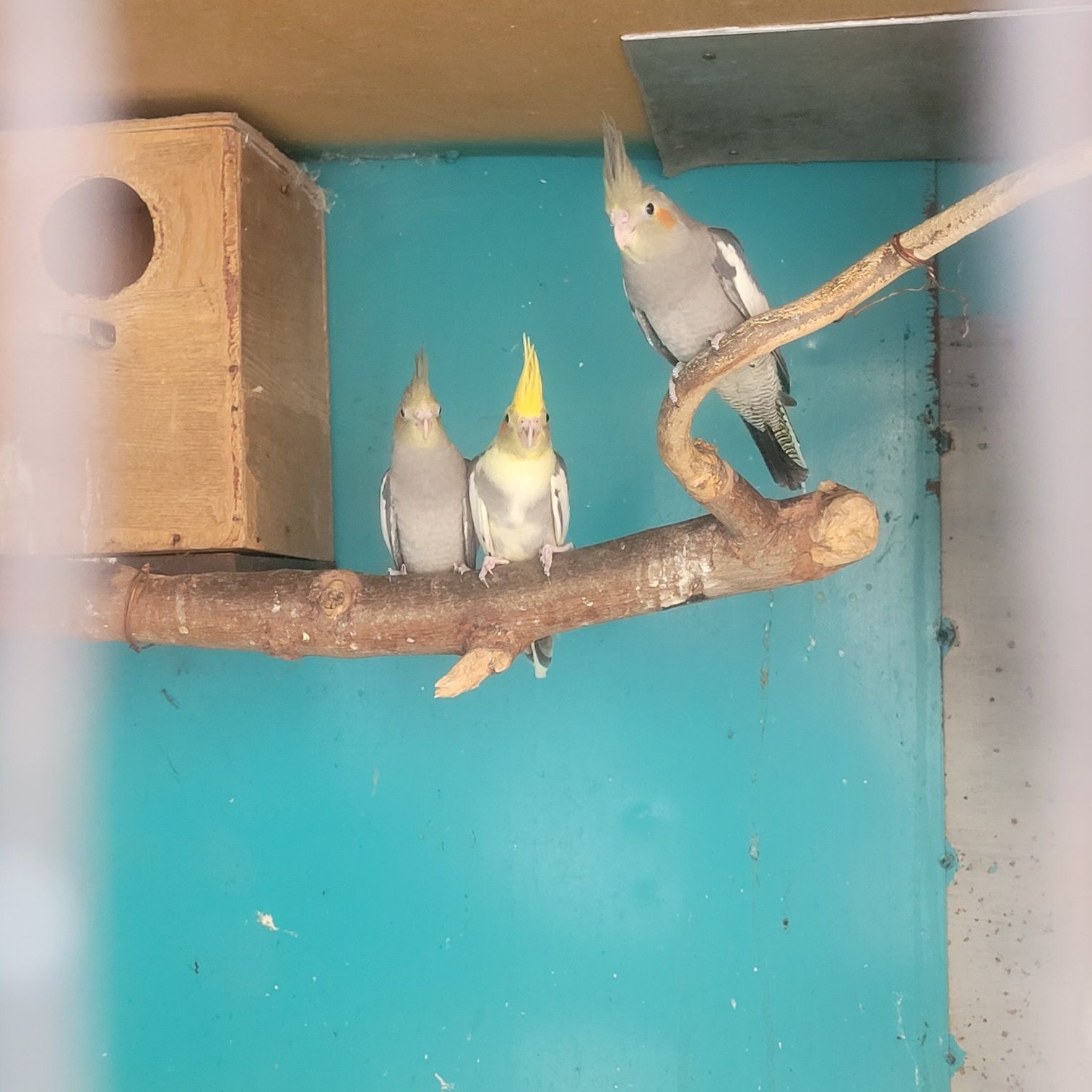 Продам молодёжь корелл