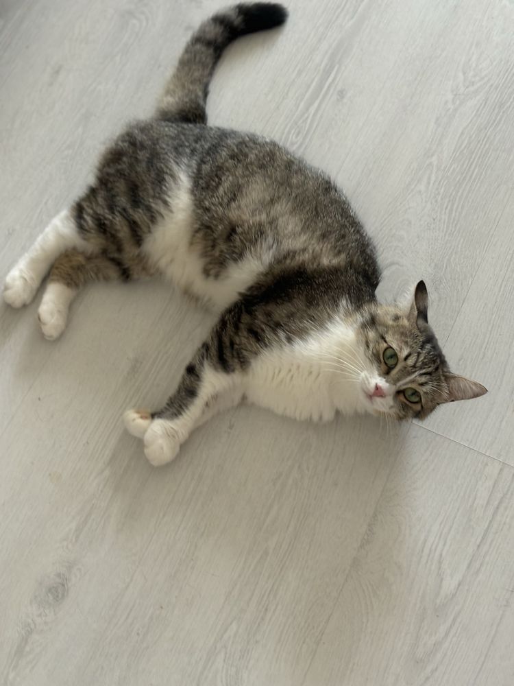Отдам кота в добрые руки