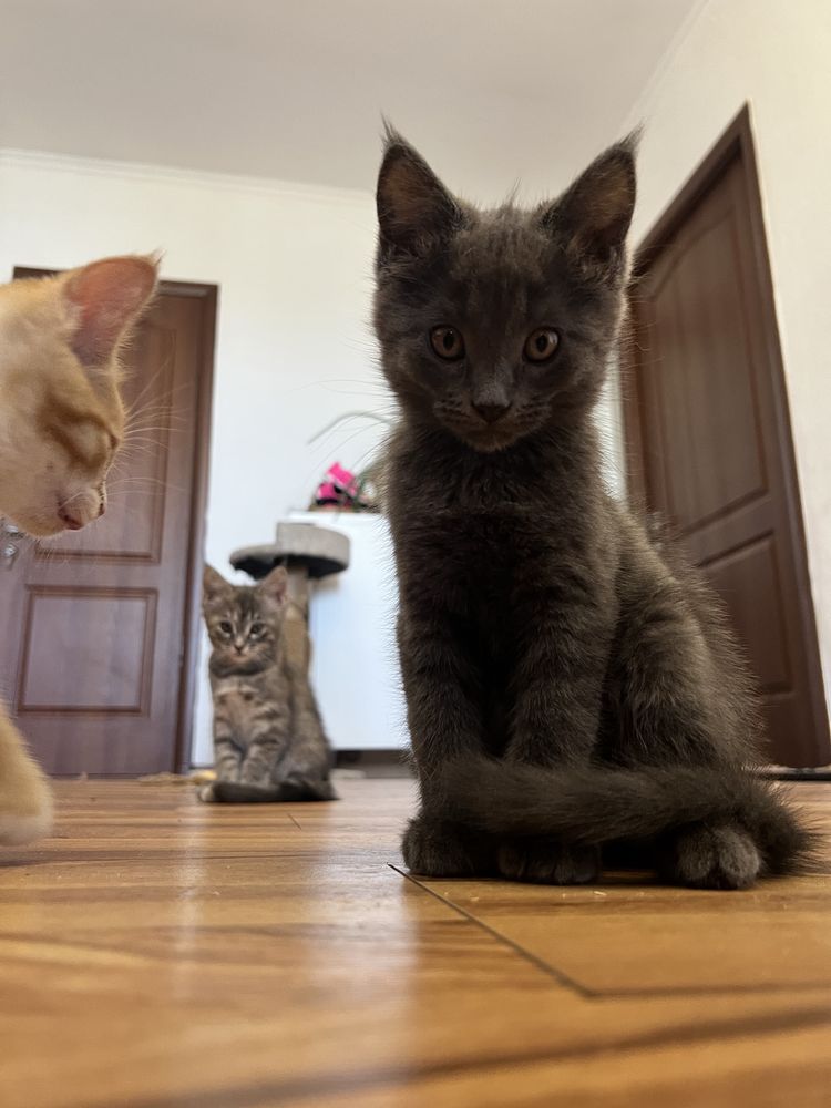 Продаю котят Мейн кун