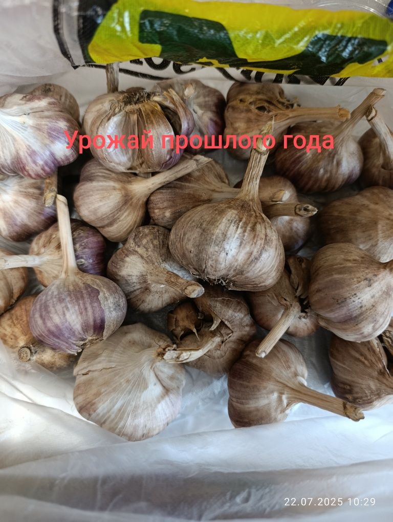 Продам чеснок зимний