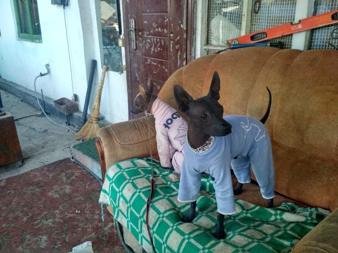 Ксолоицкунтли на вязку