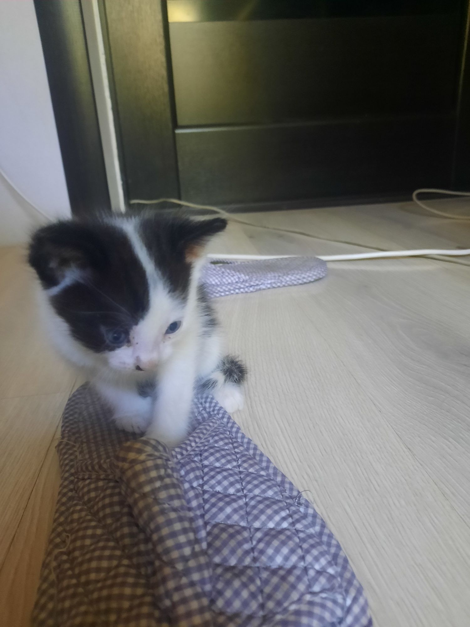 Прекрасные котята
