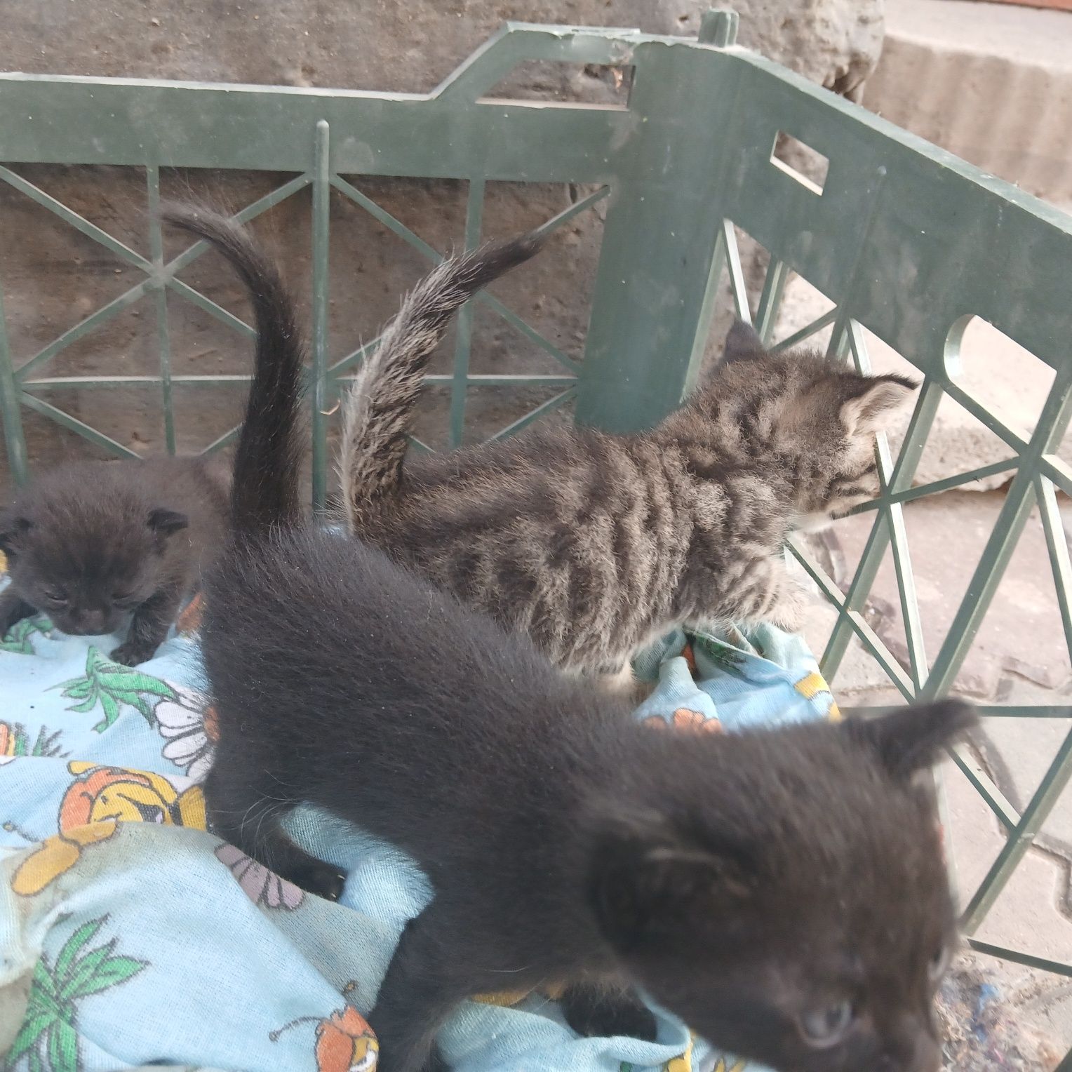 Котёнки за даром