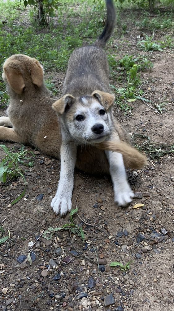 В добрые руки срочно
