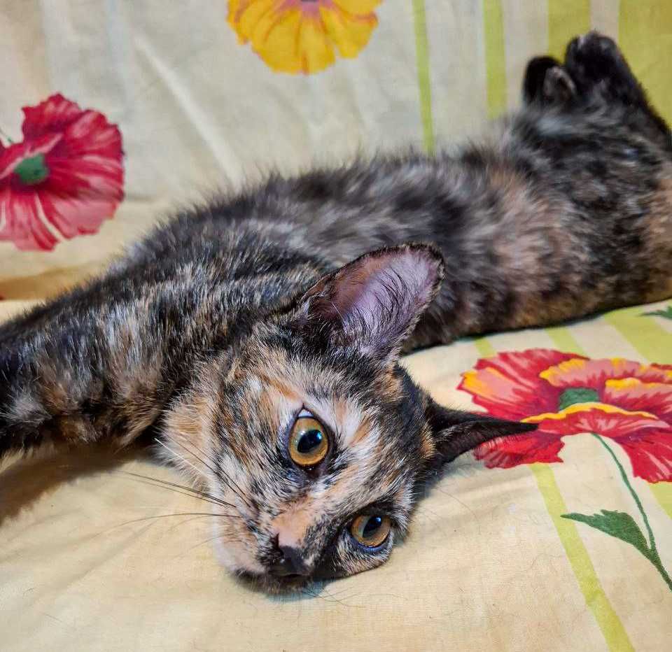 Отдам милых котят в хорошие руки!