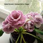 Комнатные цветы. Глоксиния махровая.