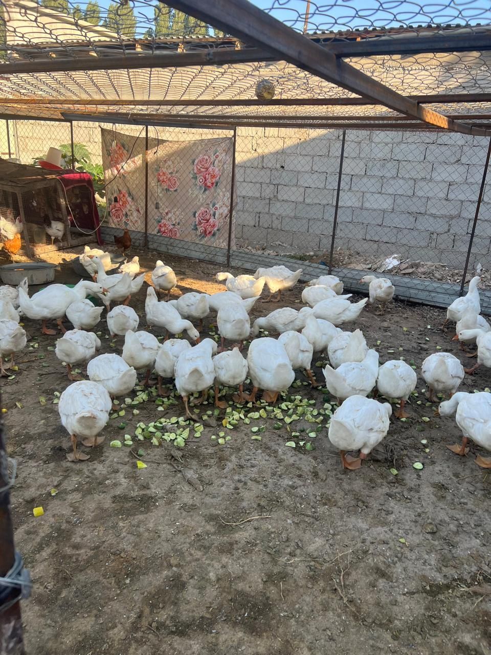 Продам гусей Губернатор