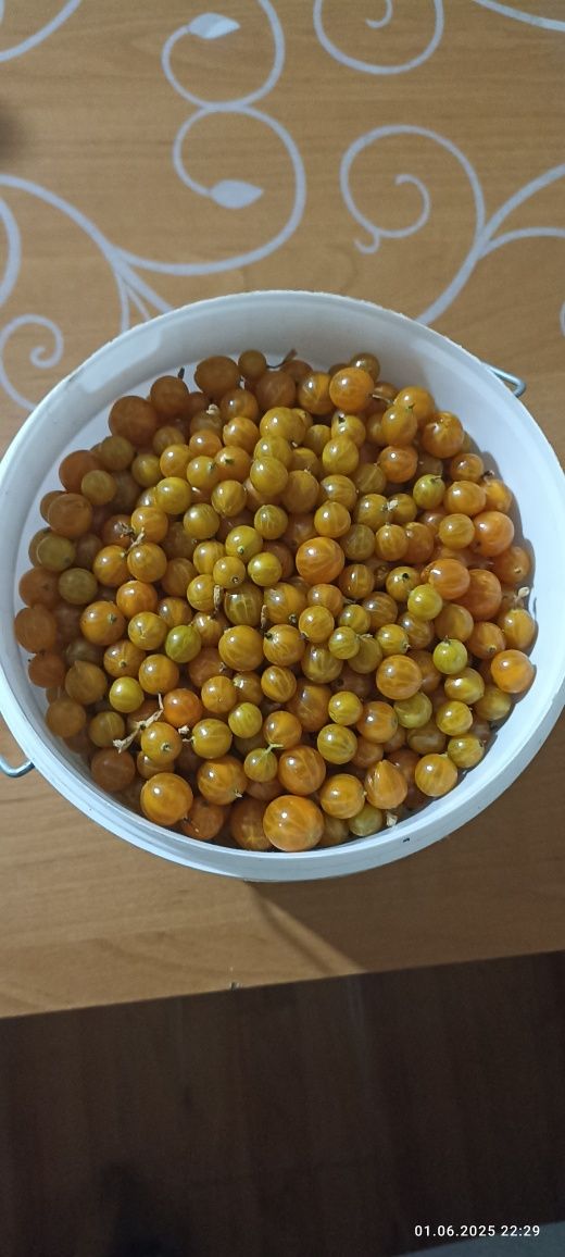 Смородина свежий сбор