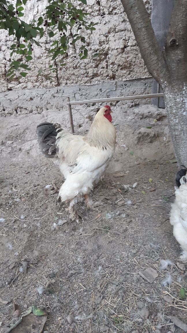 Курицы пород Брама