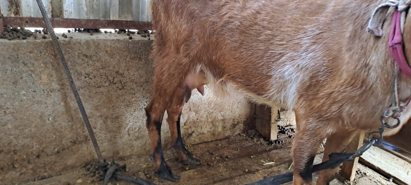 Алпийский ешкі сатылады, 2лағымен