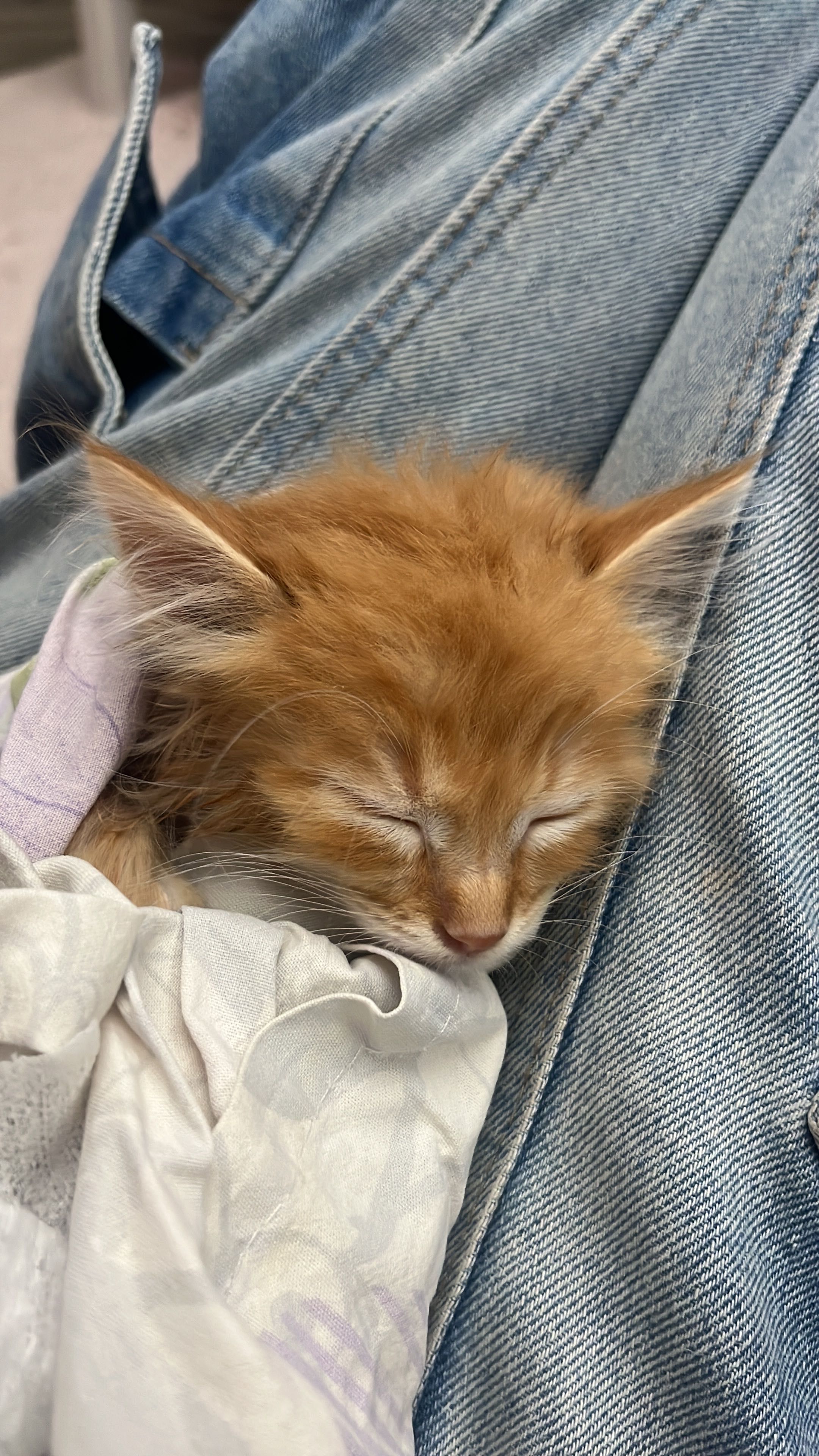 Котенок 1,5 месяца