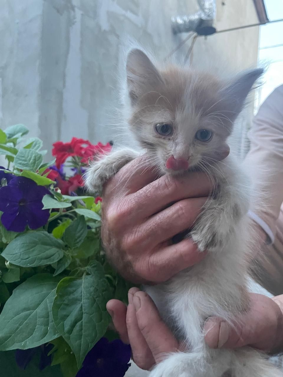 Отдам котят в хорошие руки