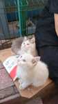 2 котенка ищут дом