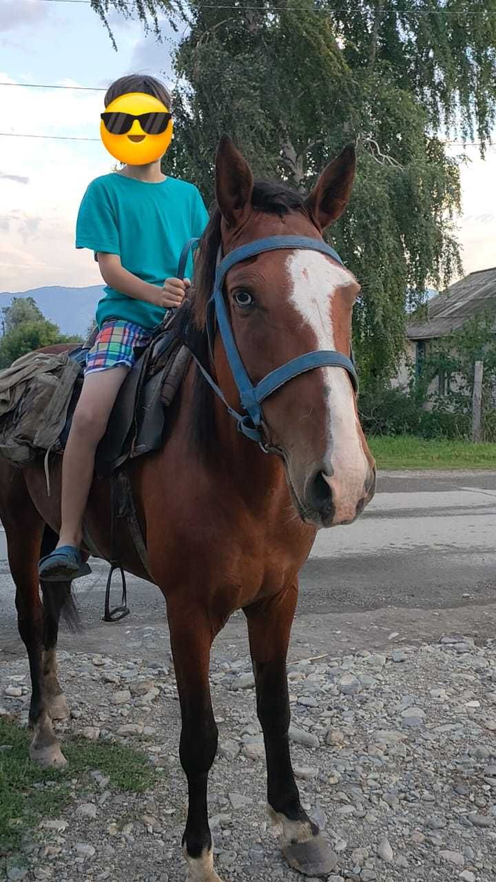 Продам ! Жеребчик 5 лет!