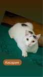 Котики и кошки  из приюта ищут родителей .