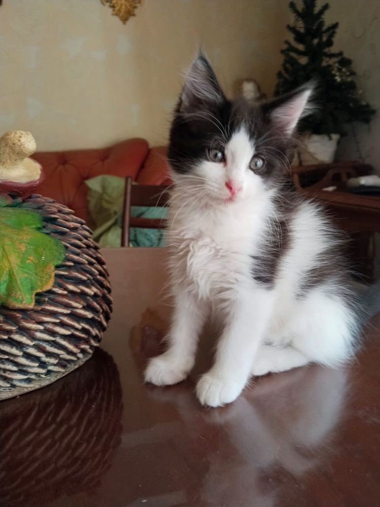 Котят в добрые руки