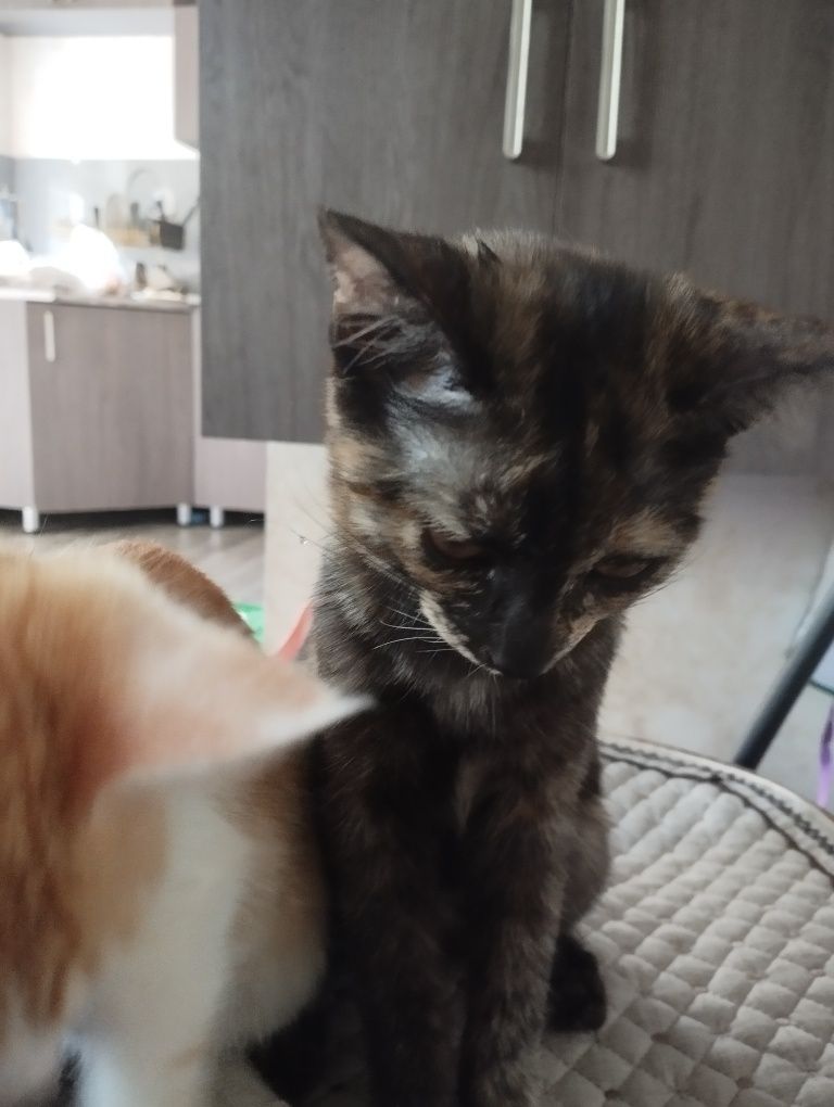 Отдадим котят бесплатно в добрые руки!!