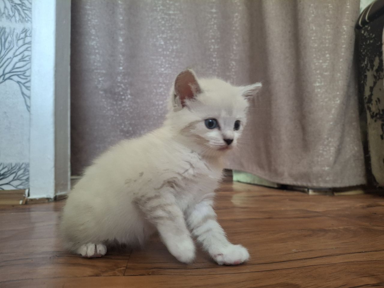 я отдам красивых милых котят