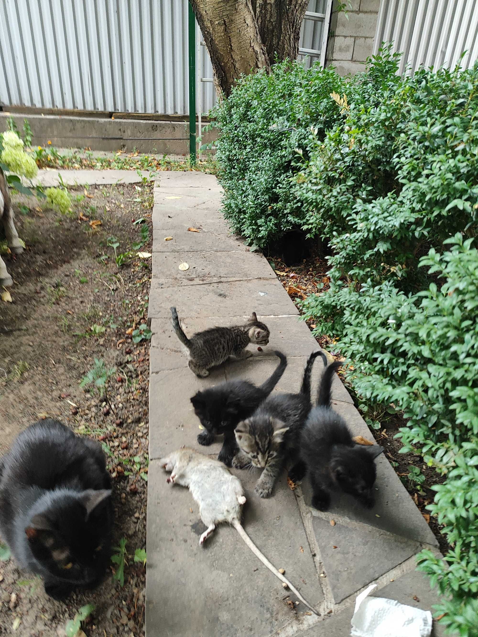 Крысоловы котята
