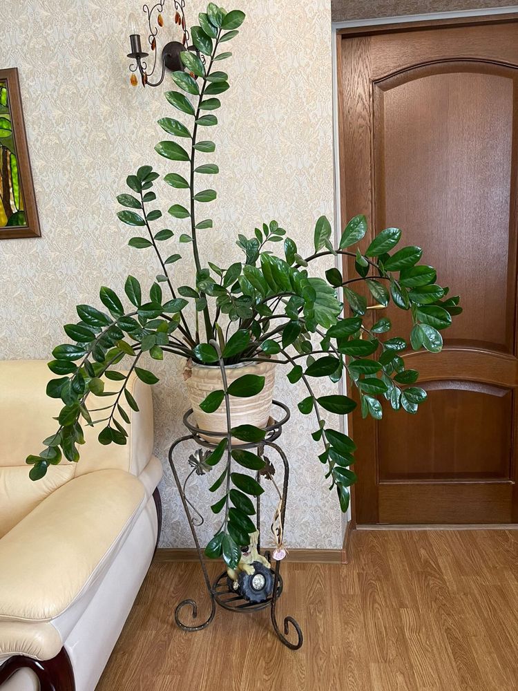 Замиокулькас