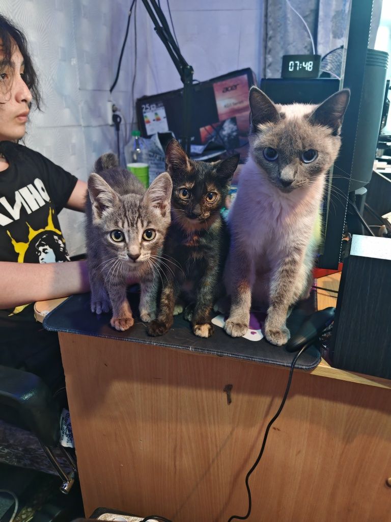 Отдам котят! В очень добрые ручки!!!