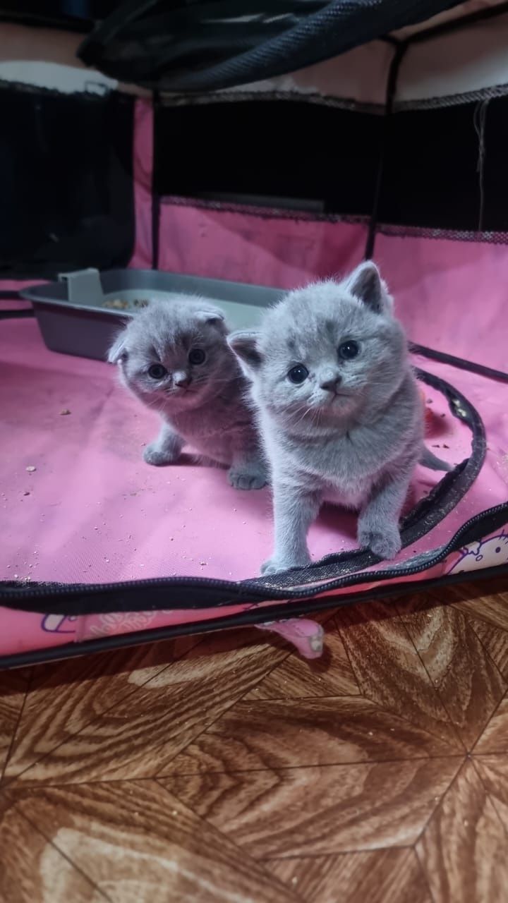 Британские малыши