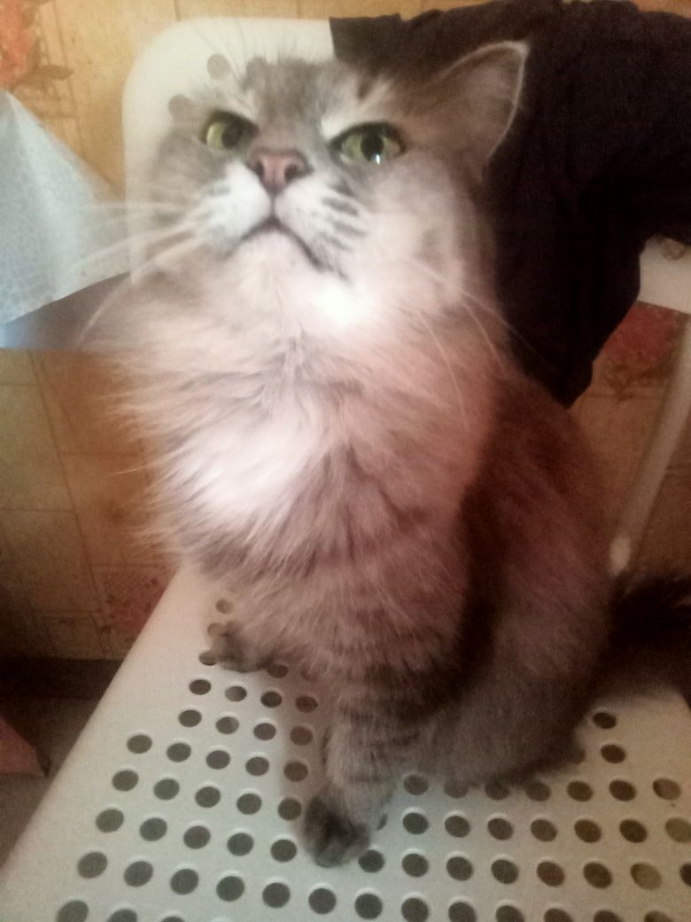 породистая кошка,в частный дом