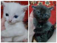 Отдам котяток в добрые ручки