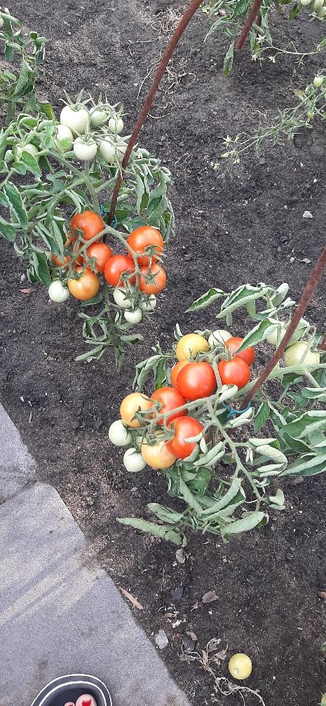 Продам помидоры домашние