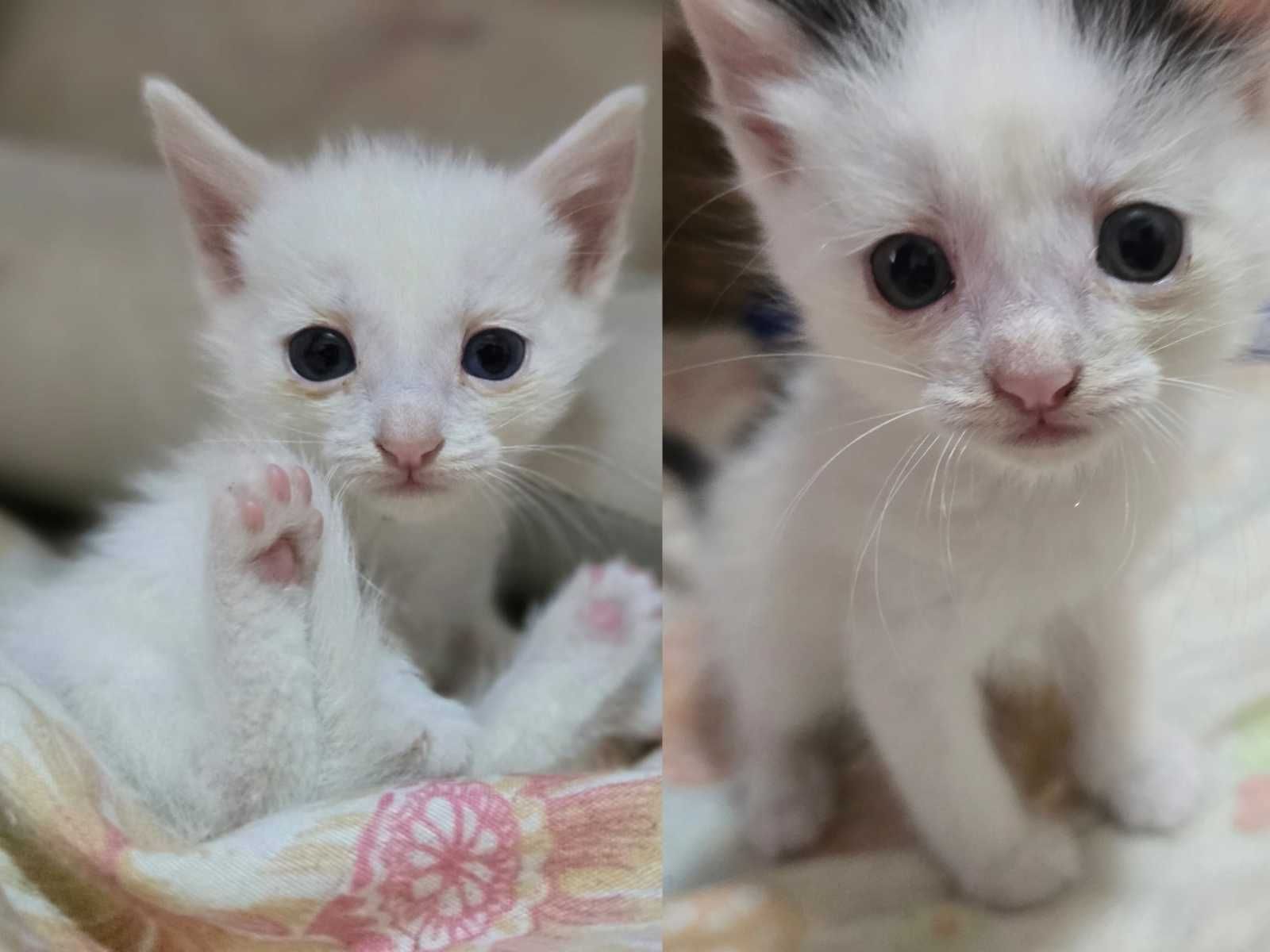 Котята ищут дом!