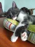 Котёнок в хорошие руки :)