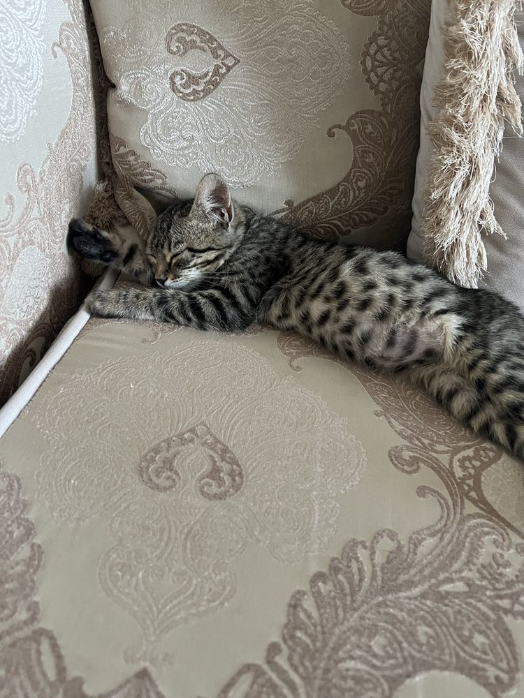 Отдам котенка в добрые, любящие руки