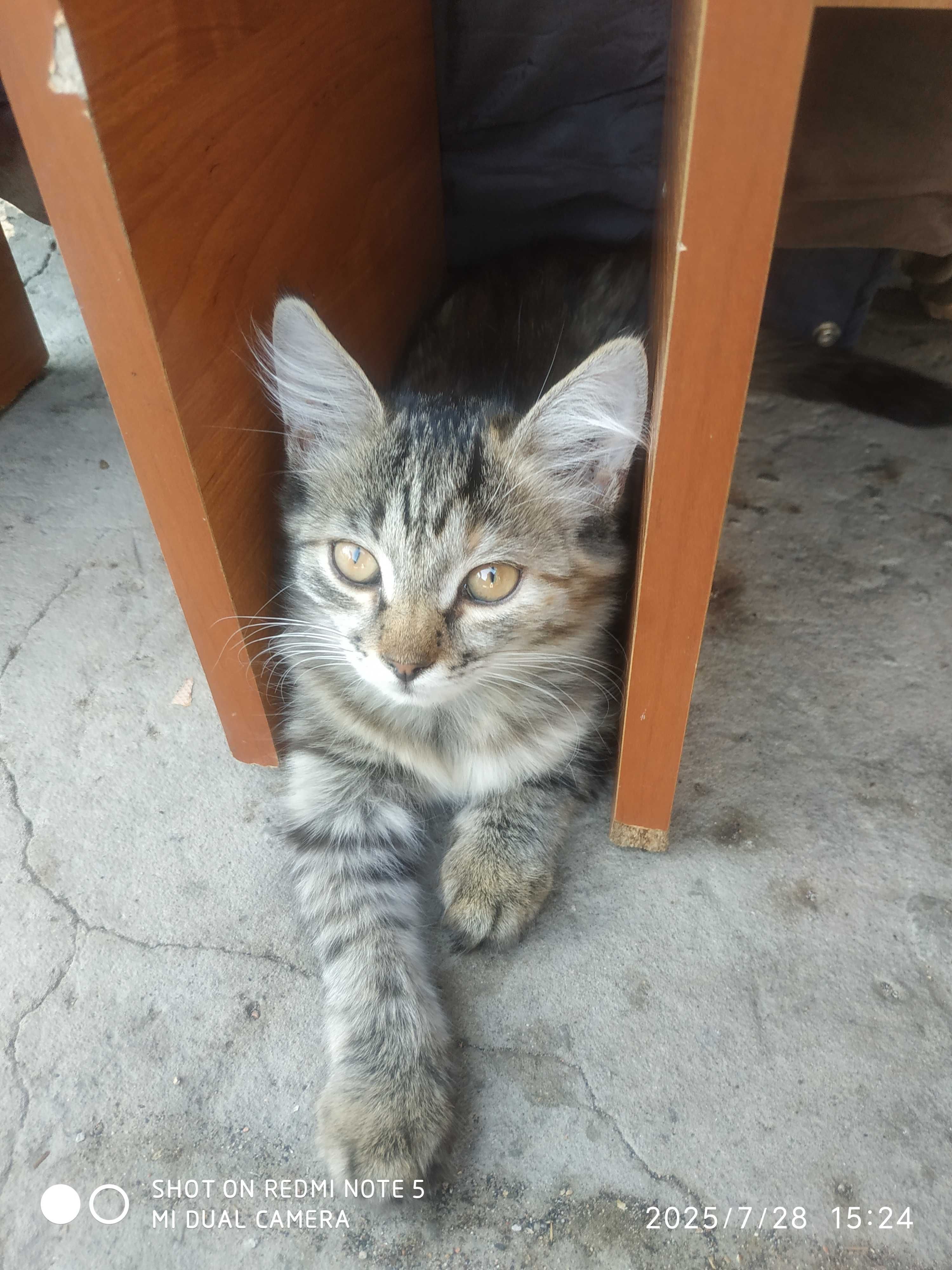 Отдам бесплатно котят