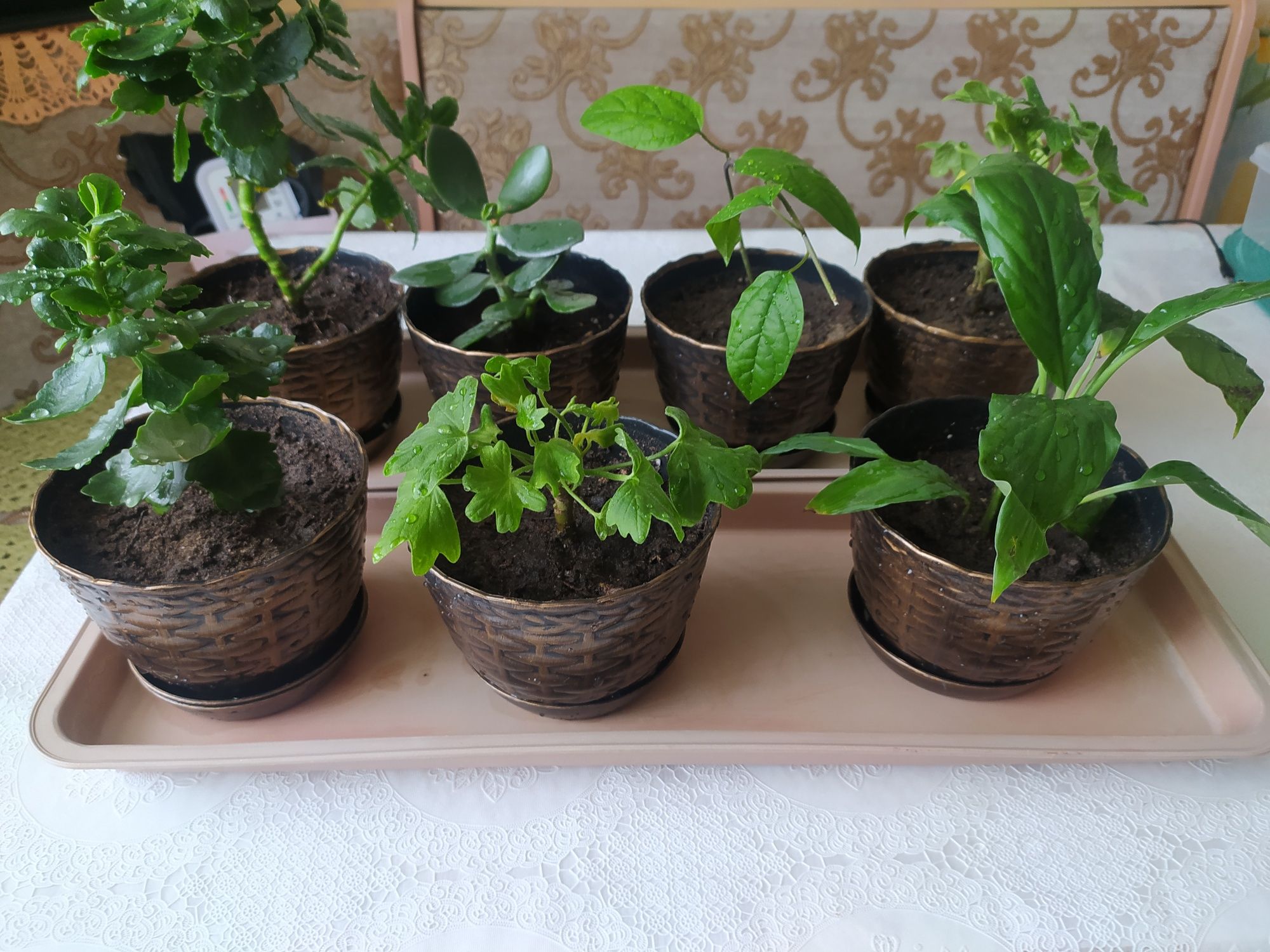 Продам комнатные цветы