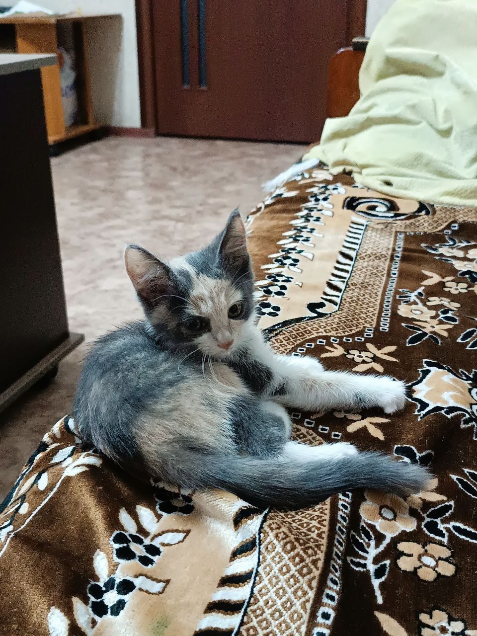 Отдам котёнка в добрые, девочка