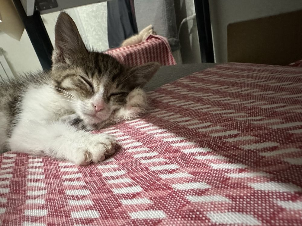 Котенок мальчик  бесплатно в добрые руки