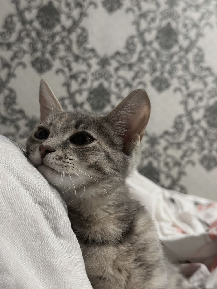 Бесплатно отдам котенка