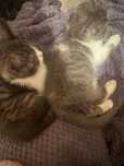 Котенок родилась 19 мартп
