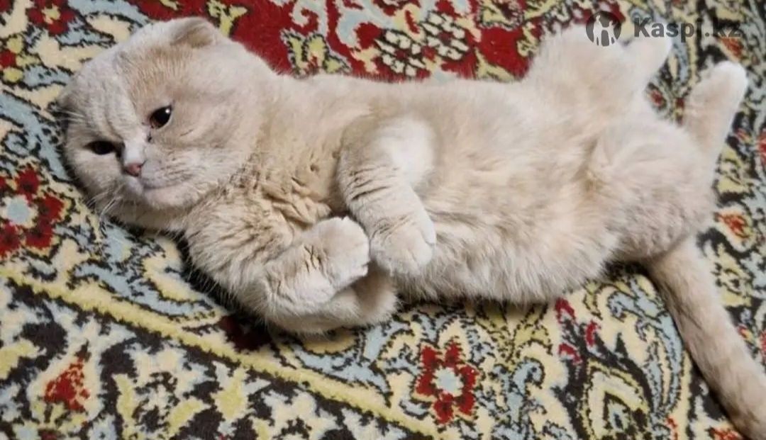 Котята Британские