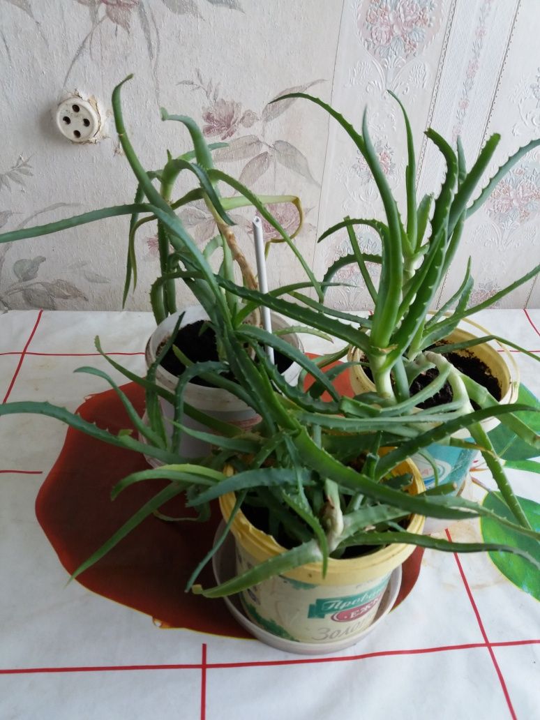 Продам цветок Алое для лечения