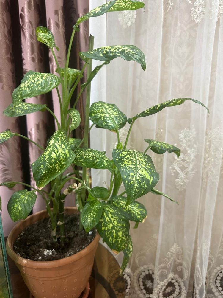 Продам цветок дифельбахия