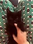 отдам котенка,2 мес