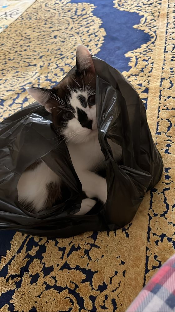 Отдам кошку бесплатно