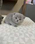 Шотландский вислоухий котёнок